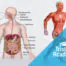 Tristyle Academy, Kurzlehrgang Physiologie