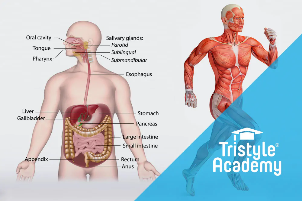 Tristyle Academy, Kurzlehrgang Physiologie